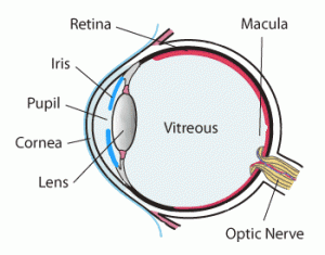 retina and alzheimer's disease