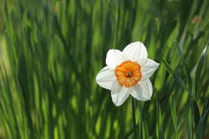 Spring Flower